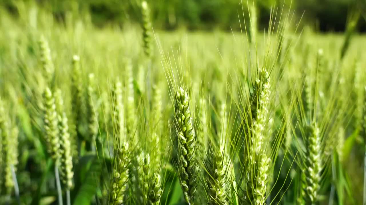 麦田里饱满的麦穗在风中摇摆视频素材