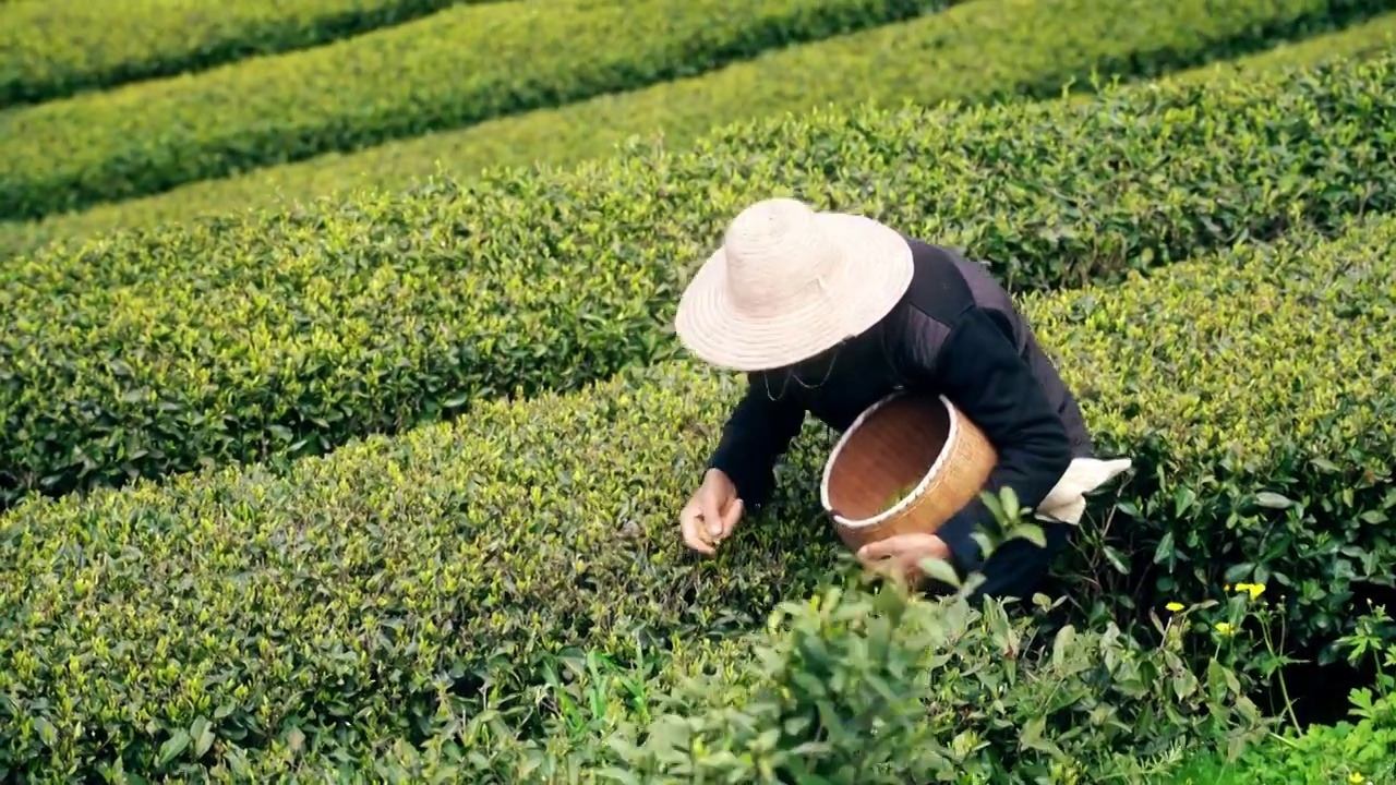 4K春天农民伯伯采摘春茶实拍视频视频素材