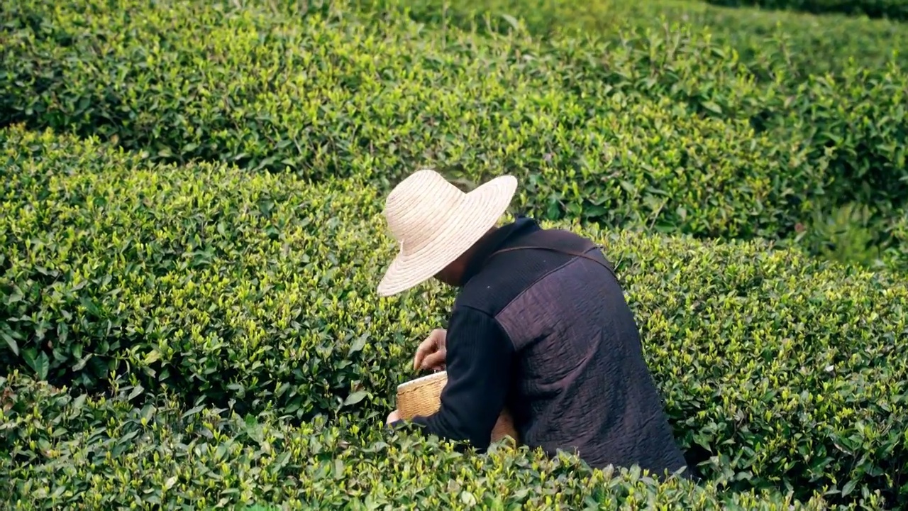 4K春天农民伯伯采摘春茶早茶实拍视频视频素材