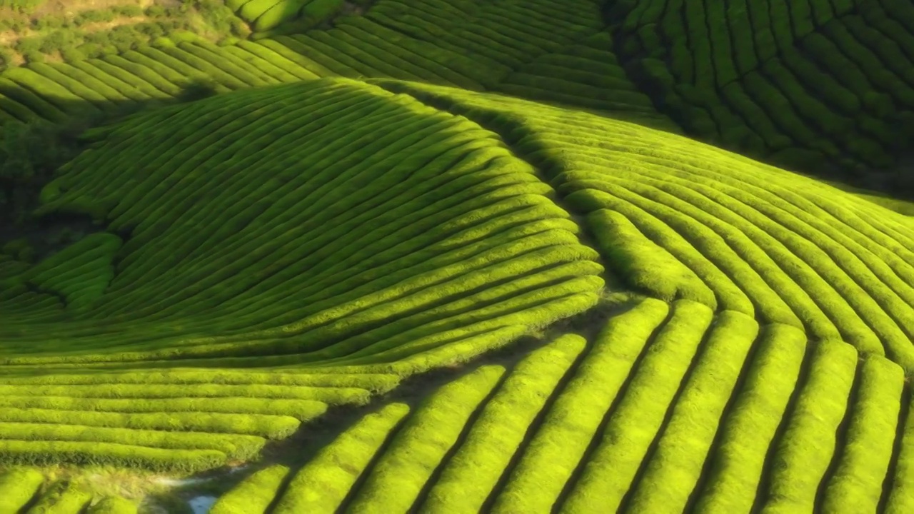 山势起伏的茶园，茶山视频素材