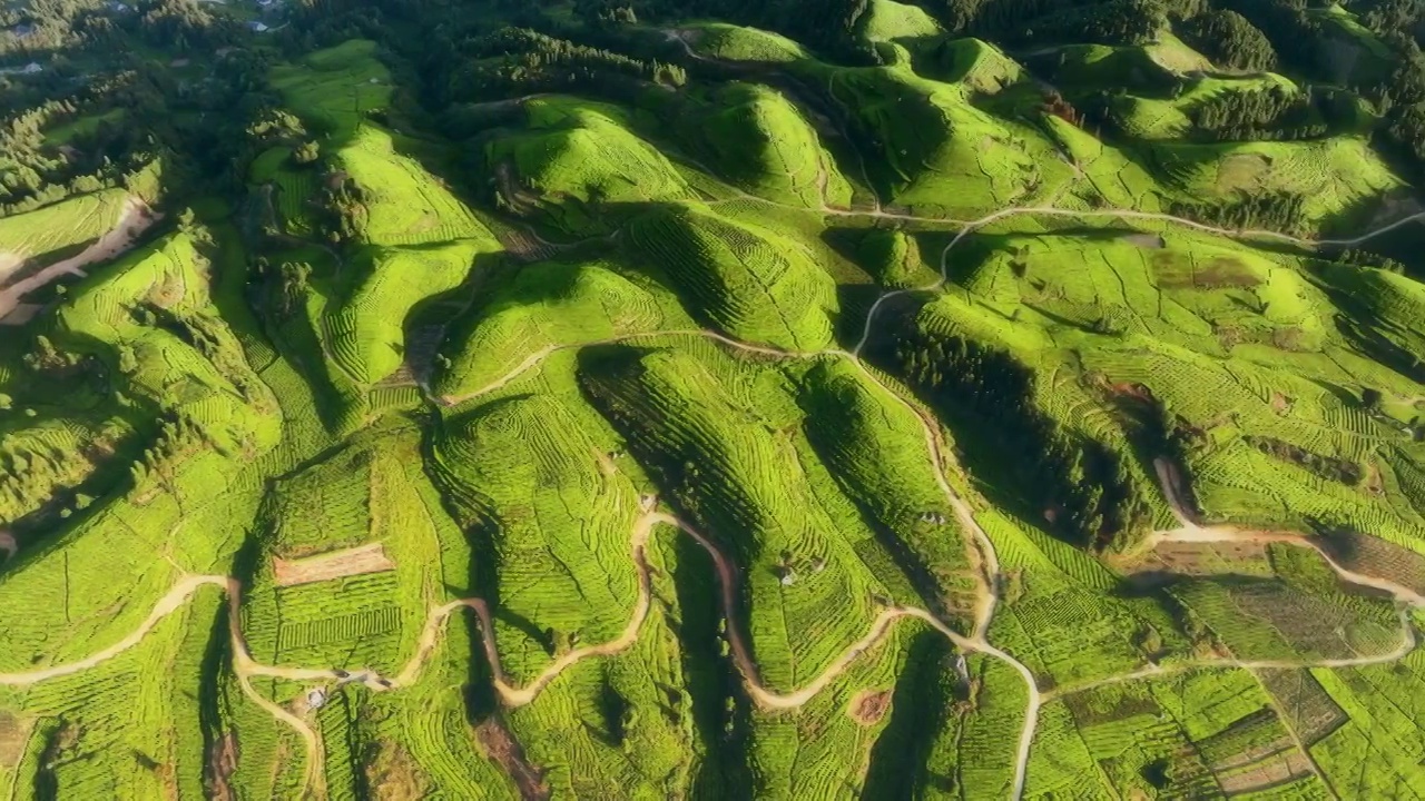 山势起伏的茶园，茶山视频素材