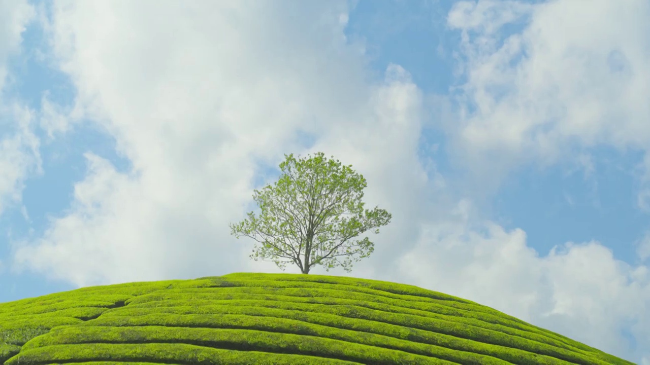 山势起伏的茶园，茶山视频下载