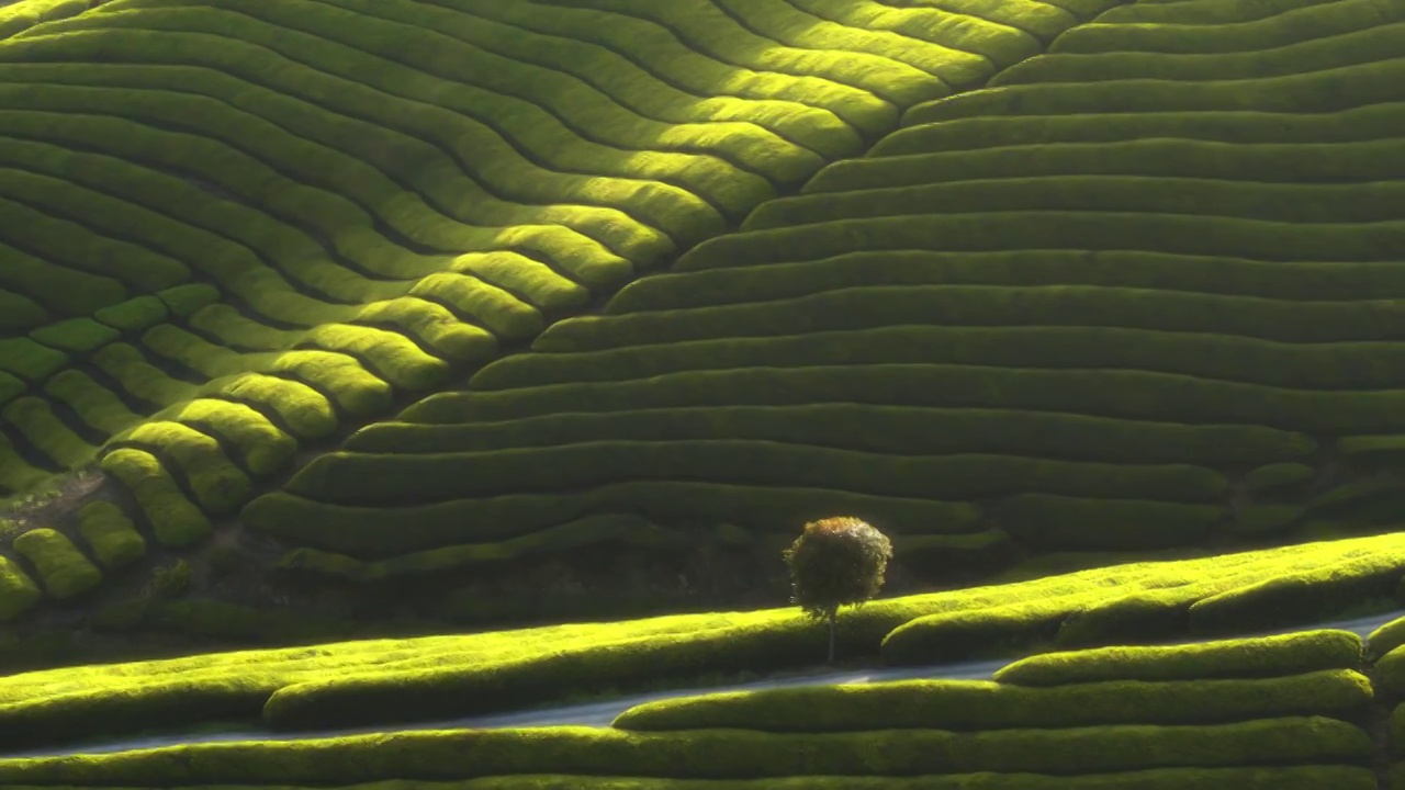 山势起伏的茶园，茶山视频素材