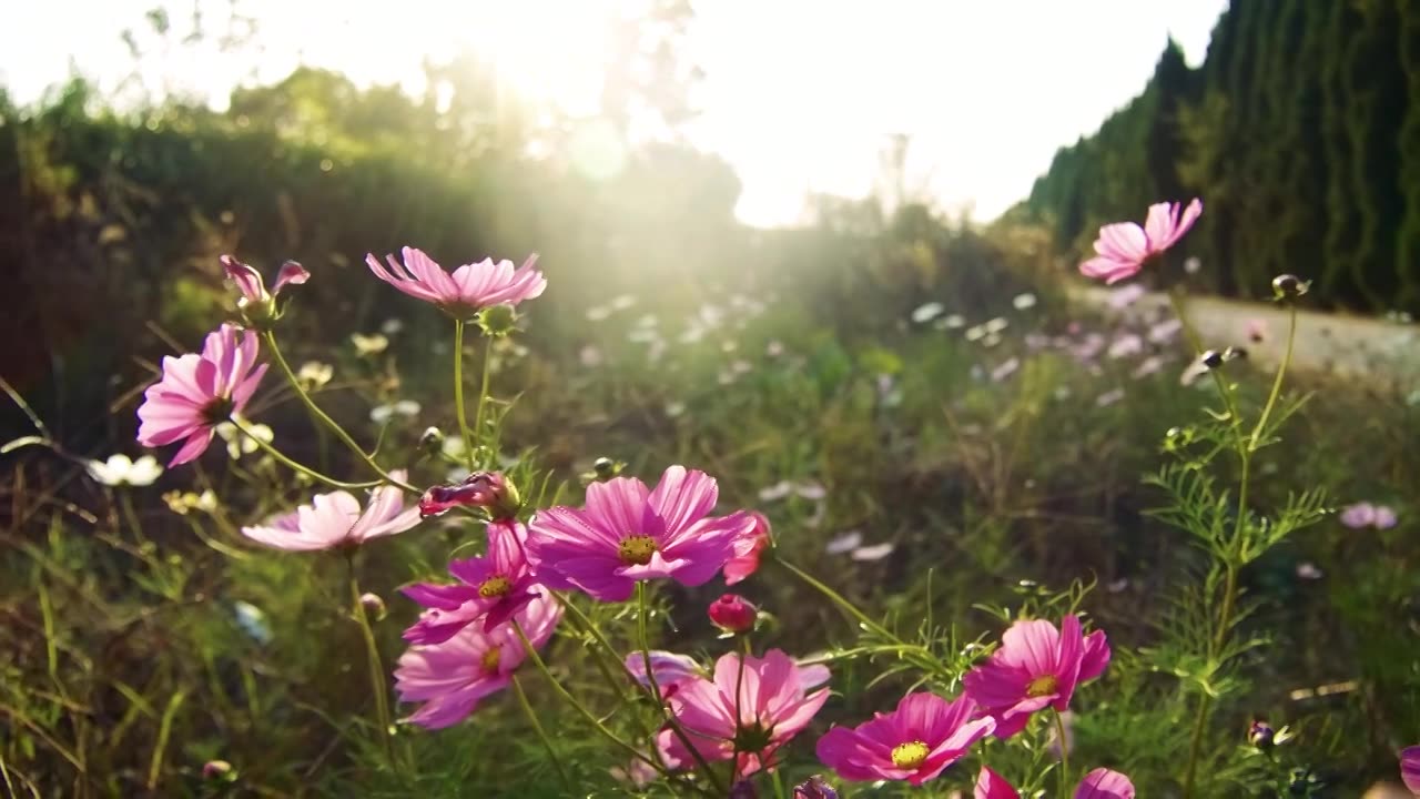 合集_鲜花阳光慢动作4k视频素材画面1