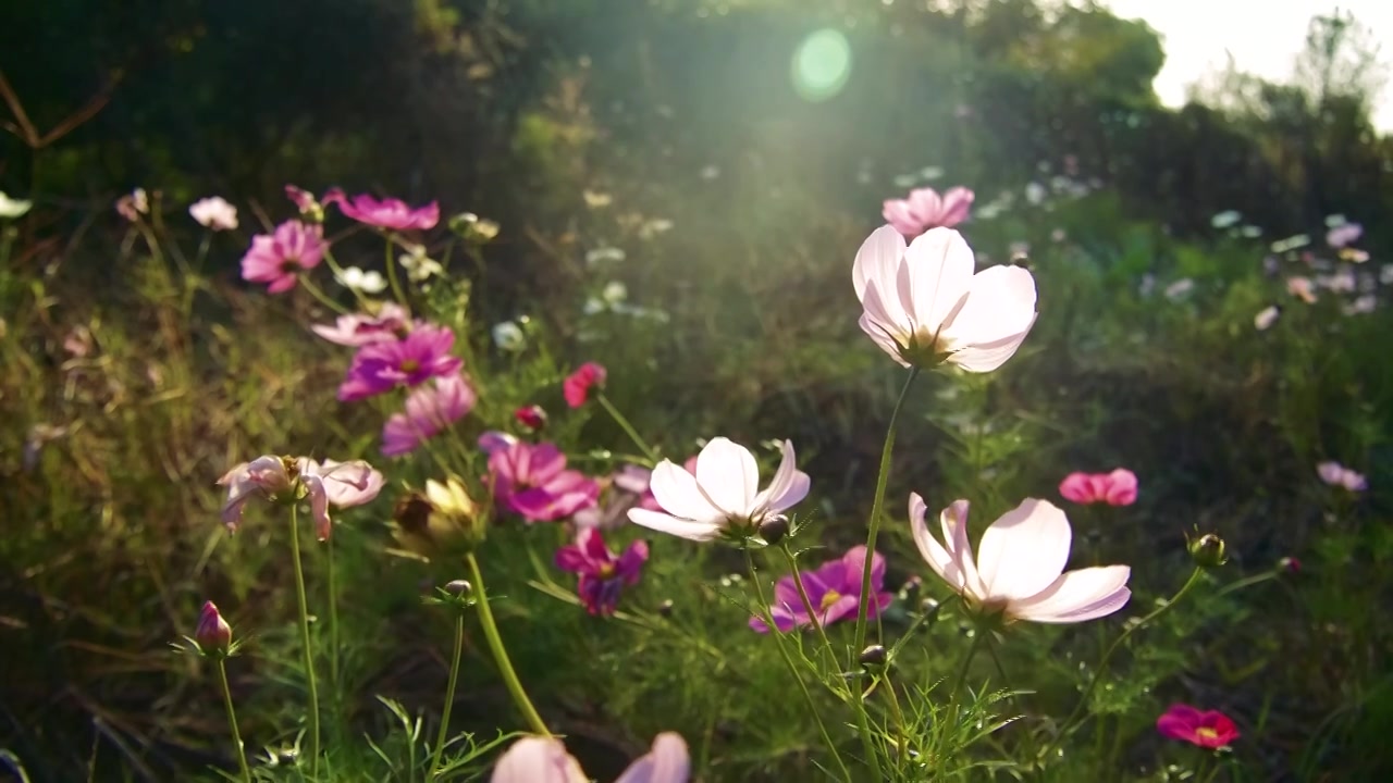 合集_鲜花阳光慢动作4k视频素材画面2