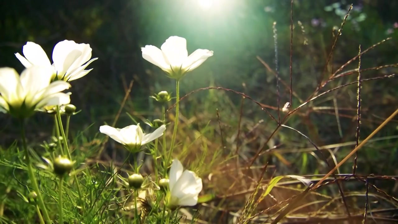 合集_鲜花阳光慢动作4k视频素材画面3