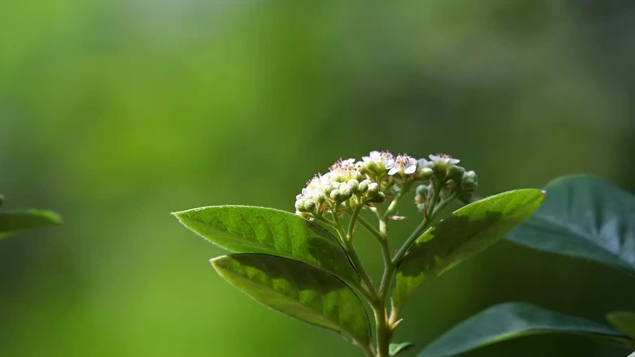 蜜蜂  野花  采蜜  飞舞视频素材