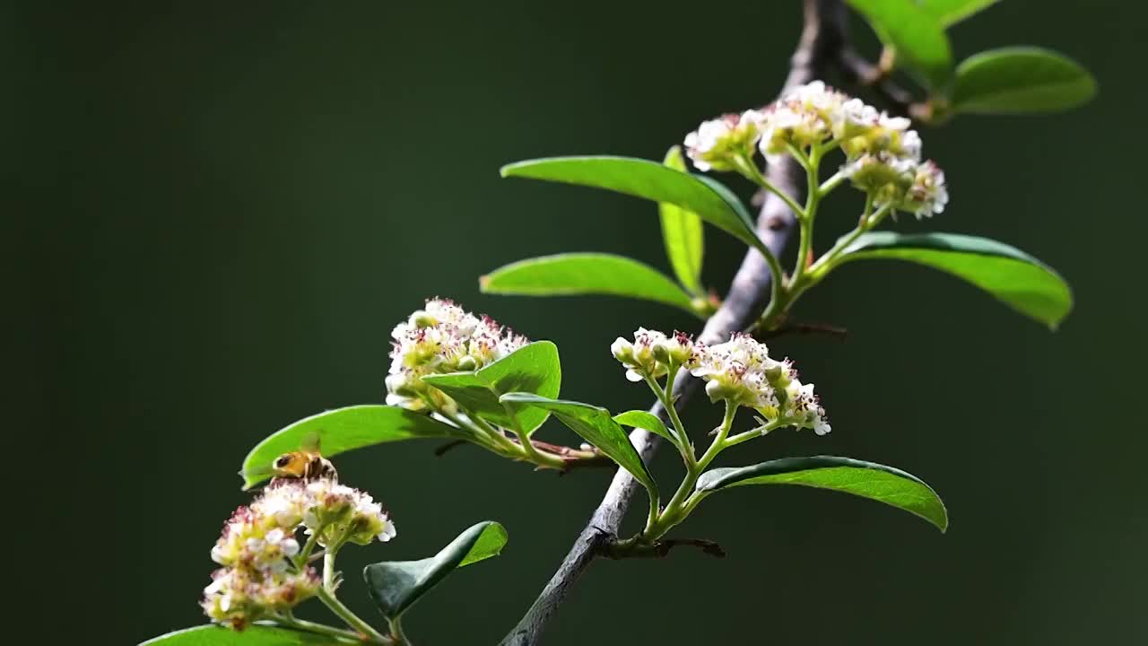 蜜蜂  野花  采蜜  飞舞视频素材