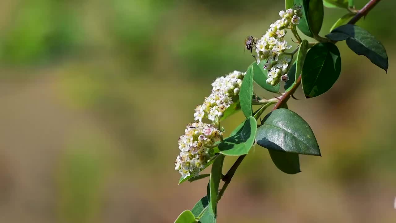 蜜蜂  野花  采蜜  飞舞视频素材