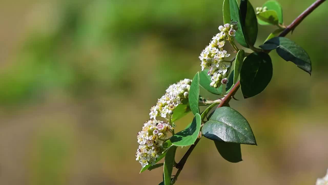 蜜蜂  野花  采蜜  飞舞视频素材