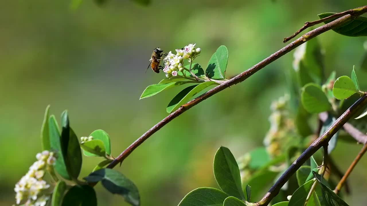 蜜蜂  野花  采蜜  飞舞视频素材