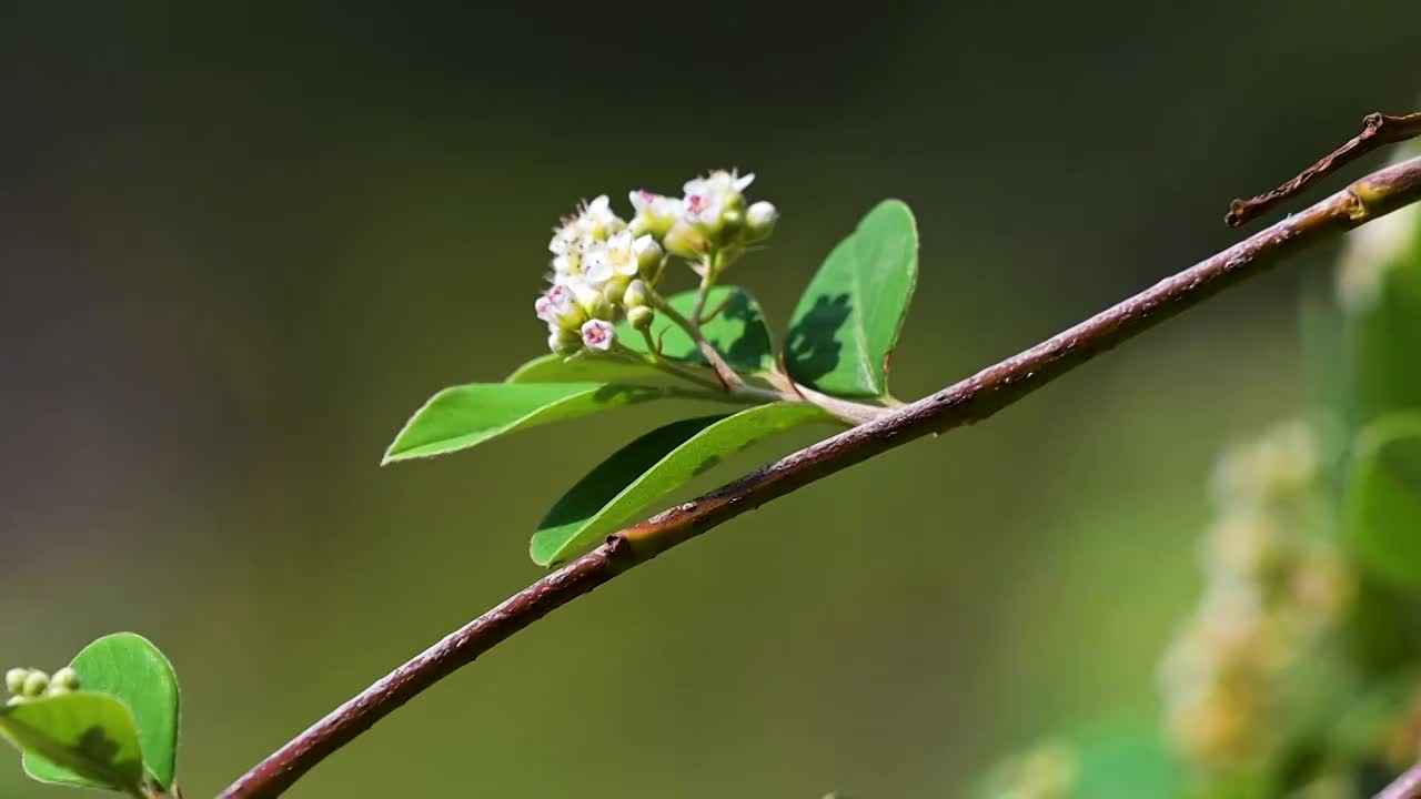 蜜蜂  野花  采蜜  飞舞视频素材