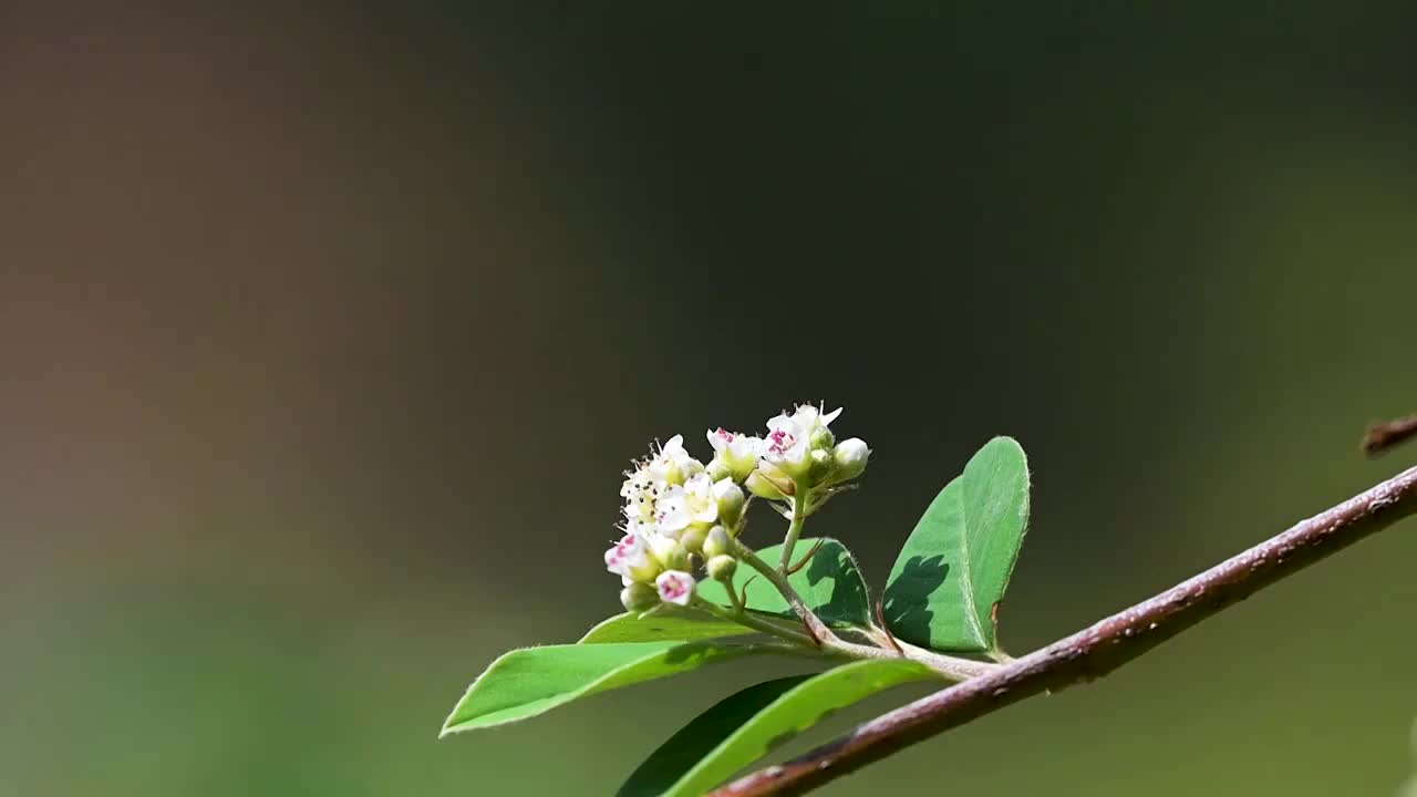 蜜蜂  野花  采蜜  飞舞视频素材