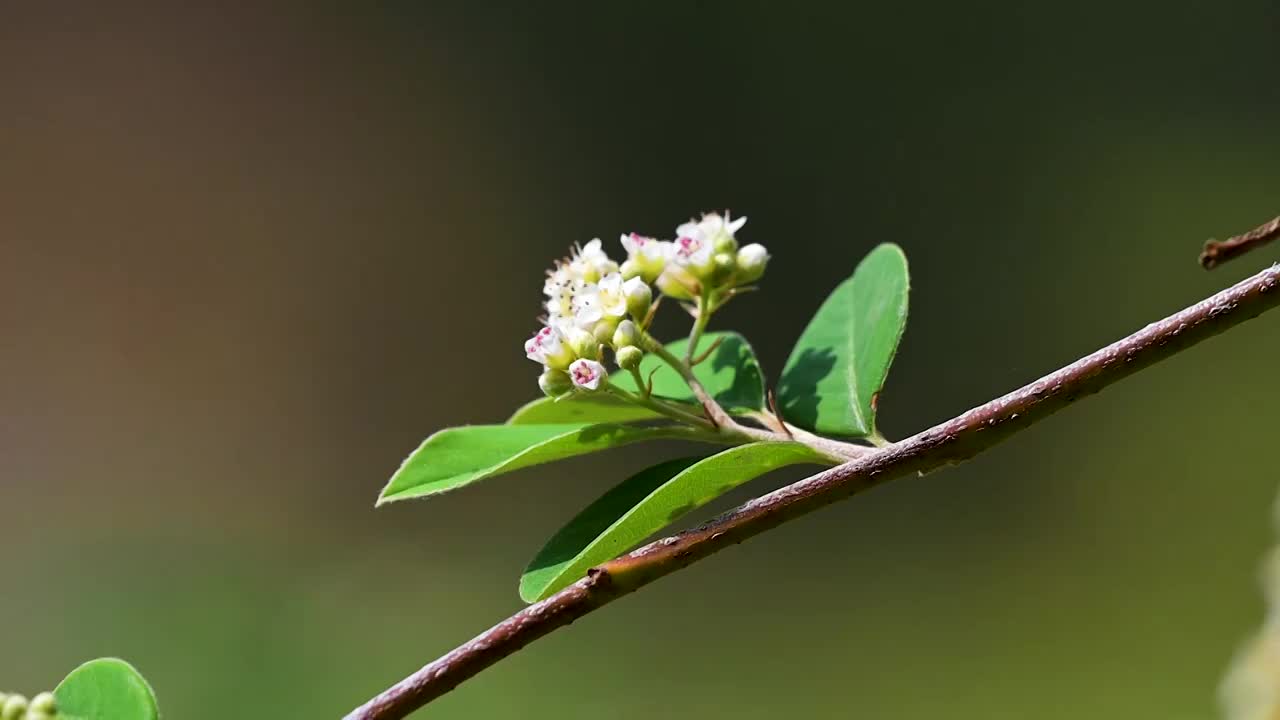 蜜蜂  野花  采蜜  飞舞视频素材