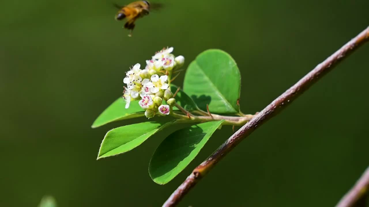 蜜蜂  野花  采蜜  飞舞视频素材