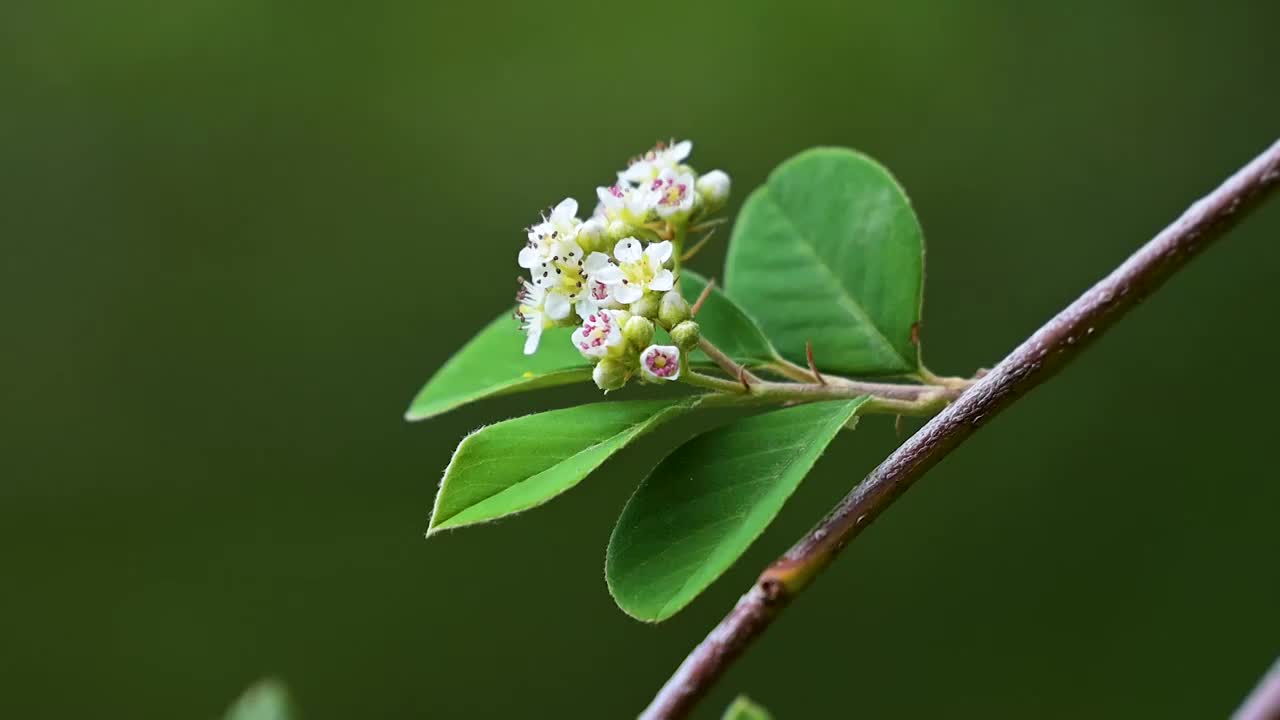 蜜蜂  野花  采蜜  飞舞视频素材