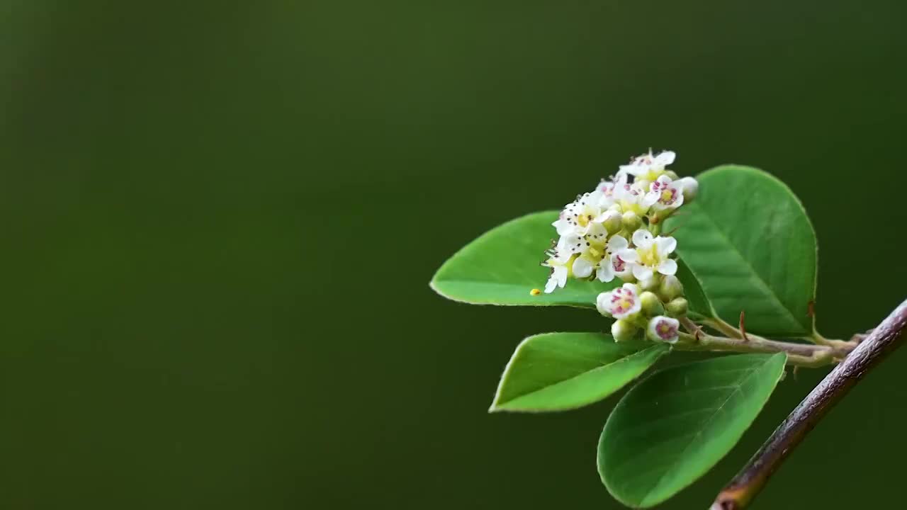 蜜蜂  野花  采蜜  飞舞视频素材