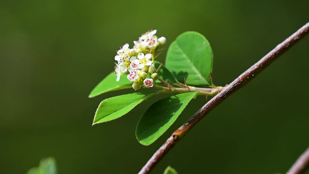 蜜蜂  野花  采蜜  飞舞视频素材