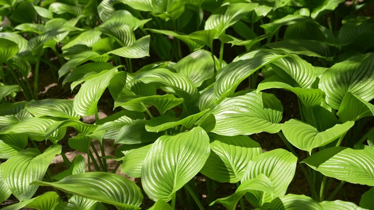 春天阳光下的植物视频素材