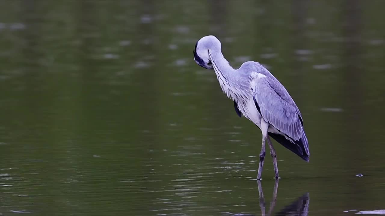 大苍鹭视频素材