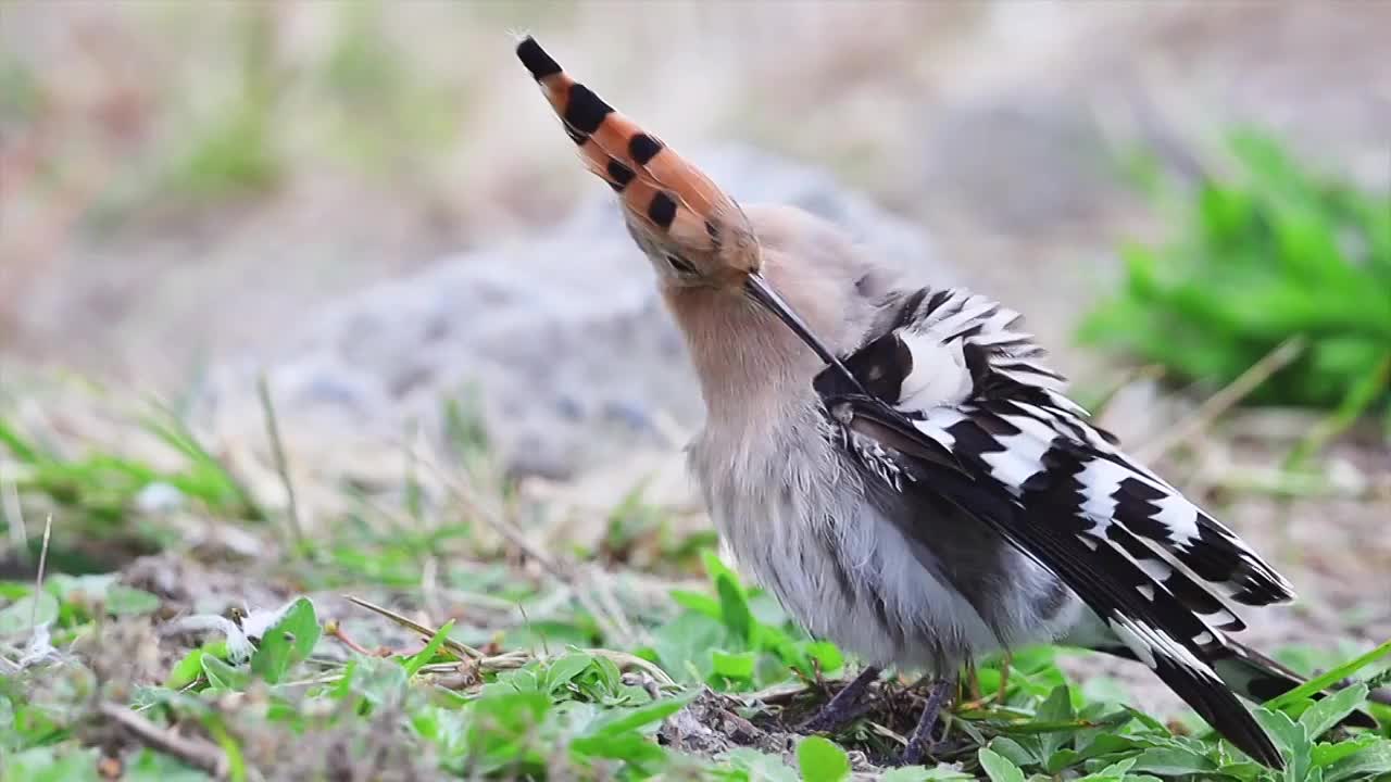 戴胜鸟视频素材