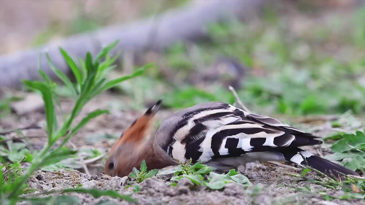 戴胜鸟视频素材