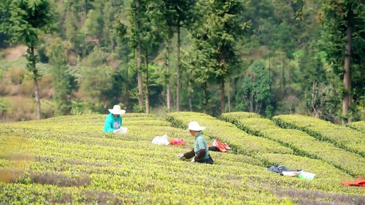 4K农村茶园茶农手工采茶摘茶实拍视频视频素材