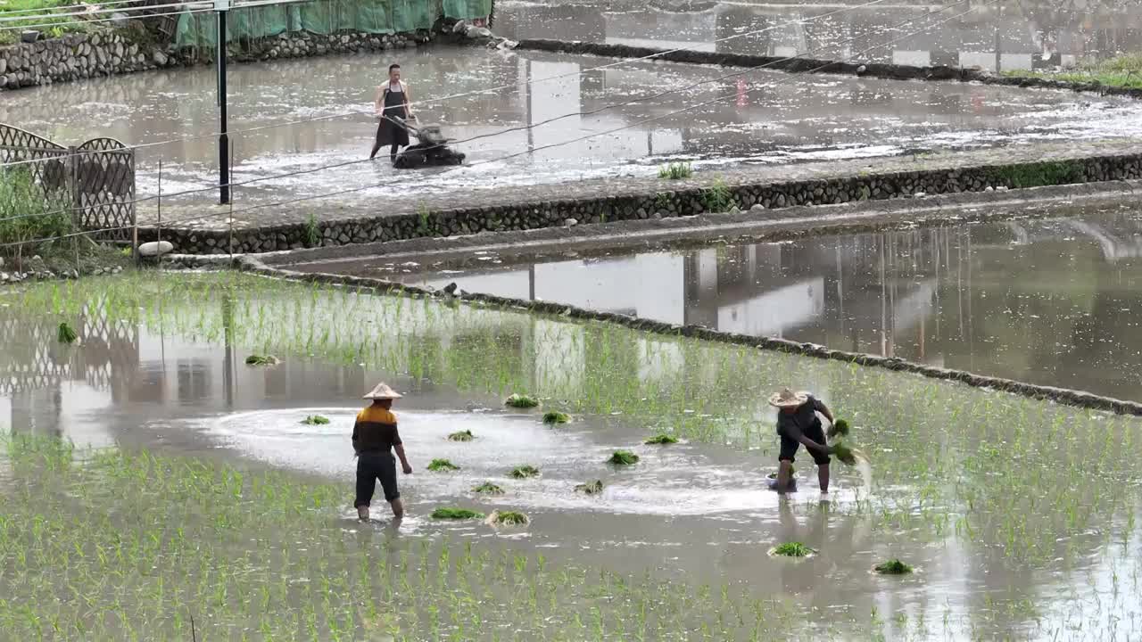 插秧人工播种植水稻田航拍农民农耕春天农业视频素材