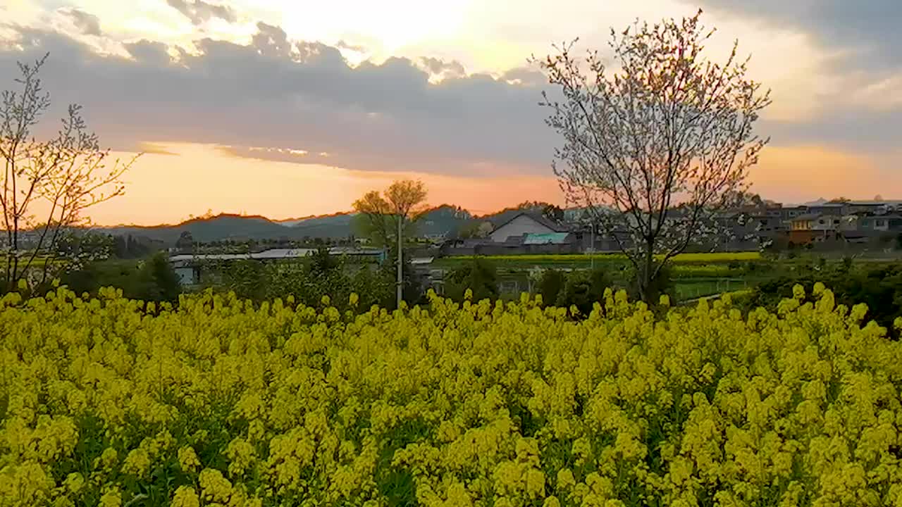 贵州春天油菜花盛开费劲降落视频素材