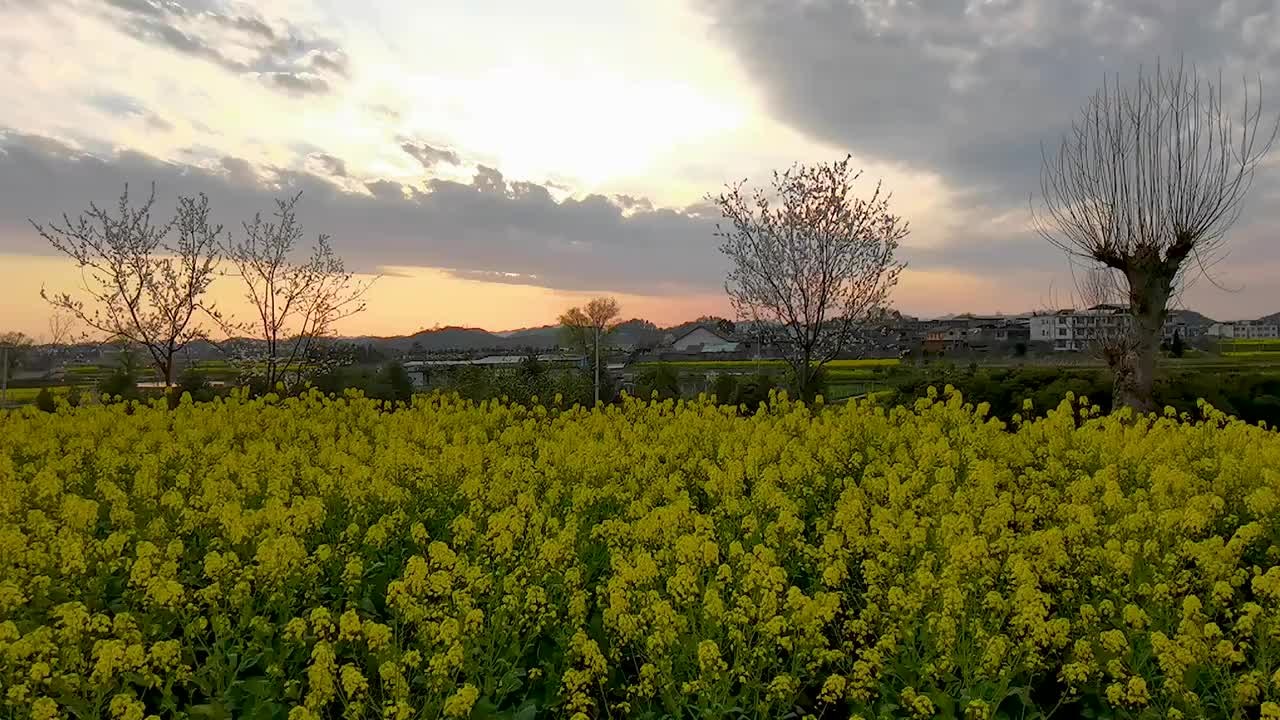 贵州春天油菜花盛开费劲降落视频素材