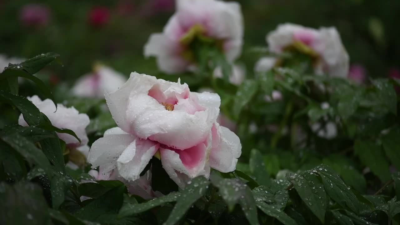 牡丹花开视频素材