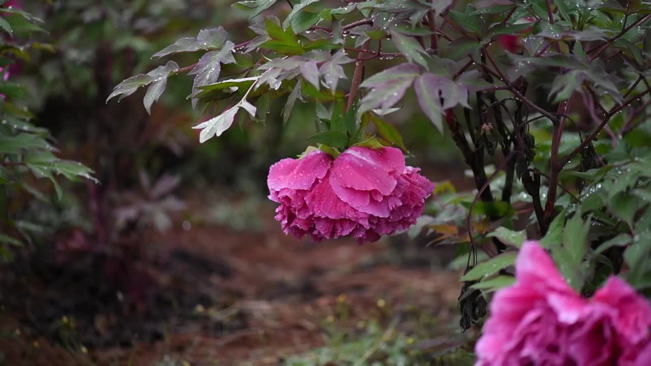 牡丹花开视频素材