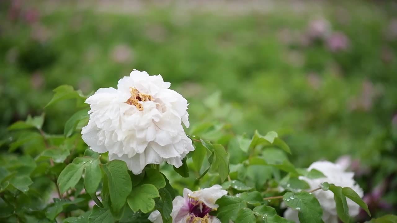 牡丹花开视频素材