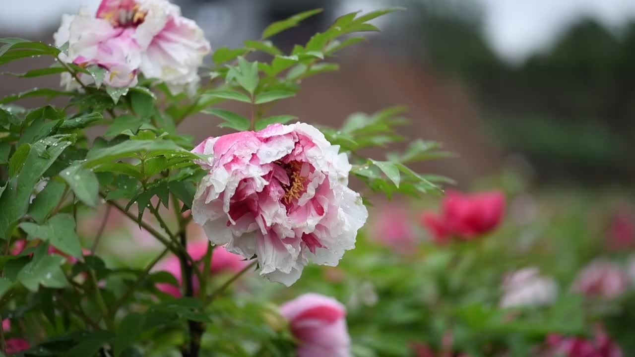 牡丹花开视频素材