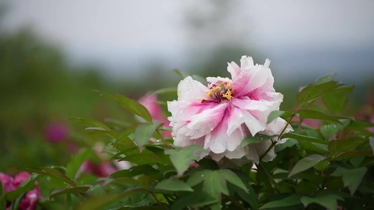 牡丹花开视频素材