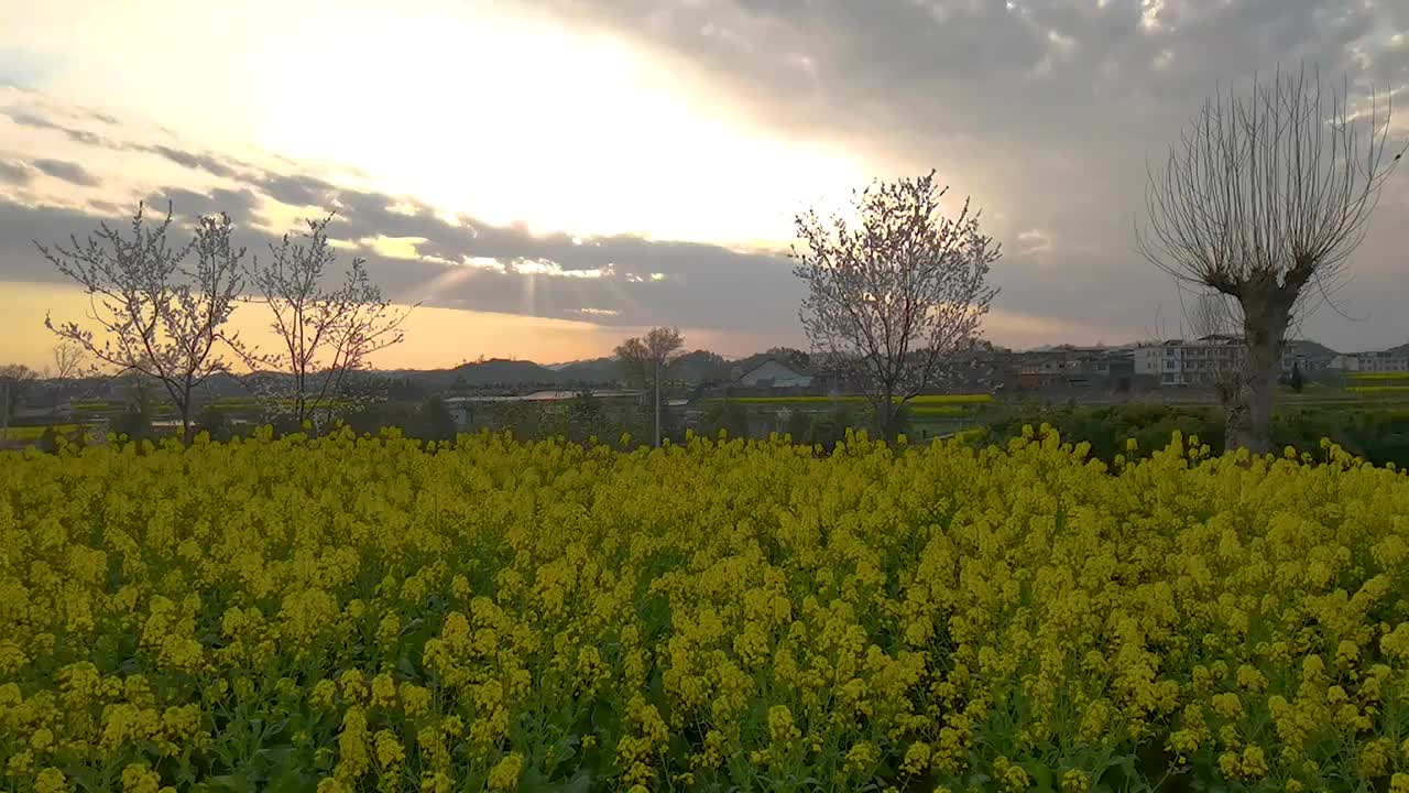 贵州春季油菜花日落时分延时摄影视频素材