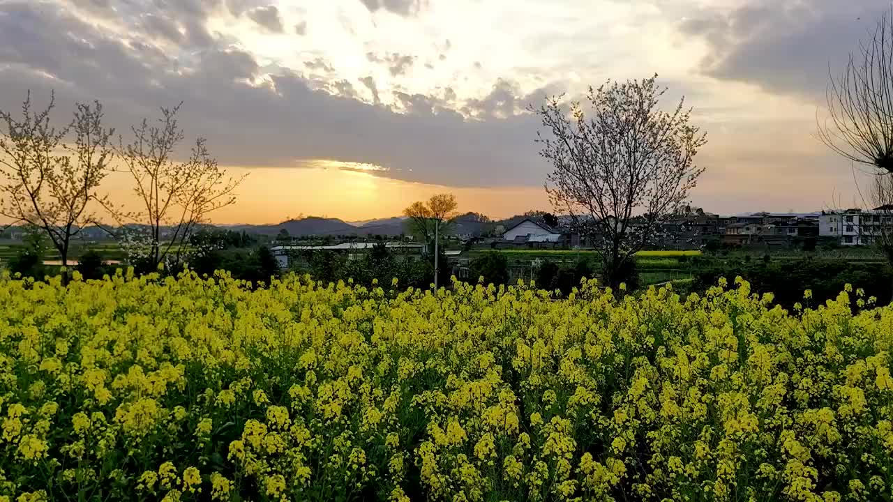 贵州春季油菜花日落时分延时摄影视频素材