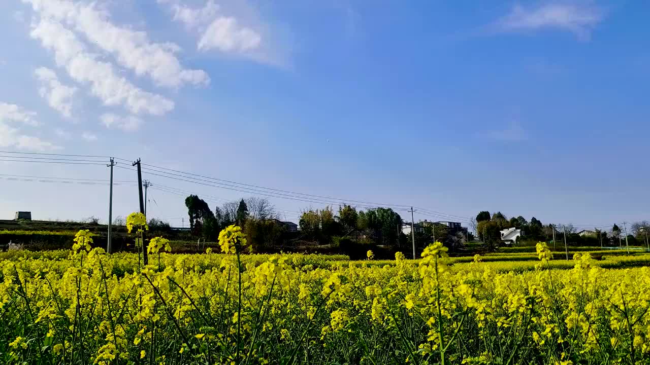 贵州春季油菜花日落时分延时摄影视频素材