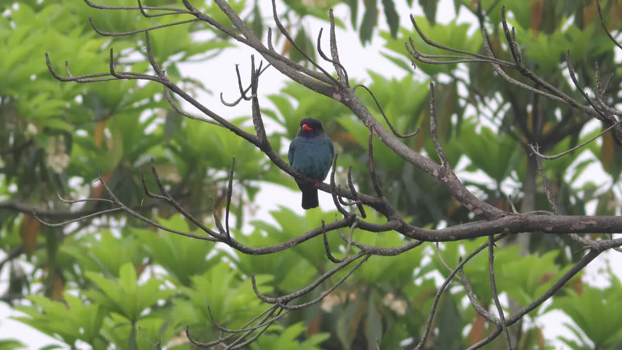 三宝鸟视频素材