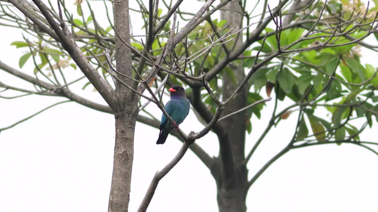 三宝鸟视频素材