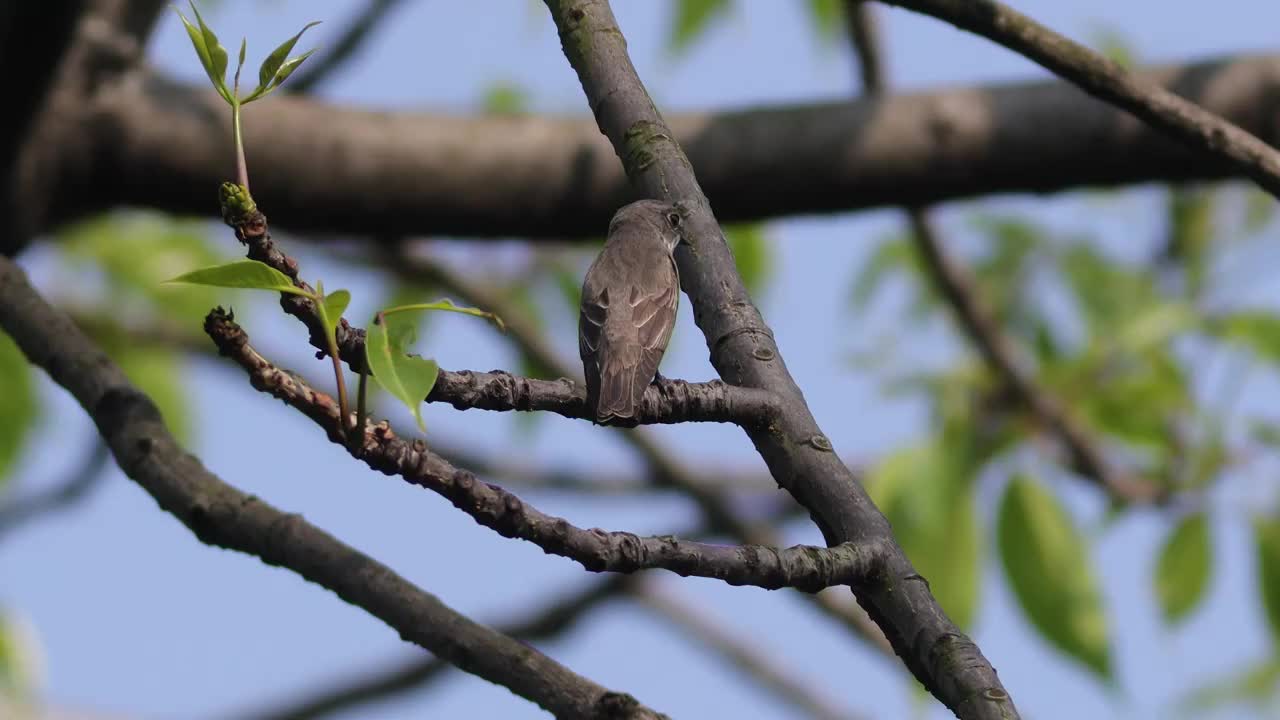 北灰鹟视频素材