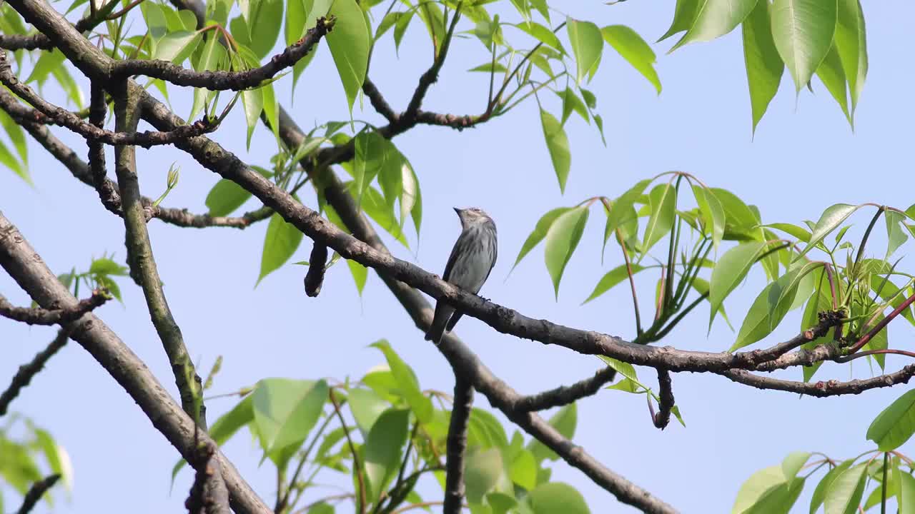 北灰鹟视频素材