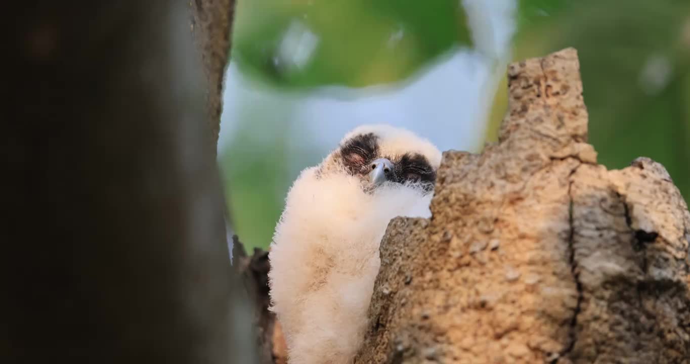 睡意正浓的猫头鹰视频素材