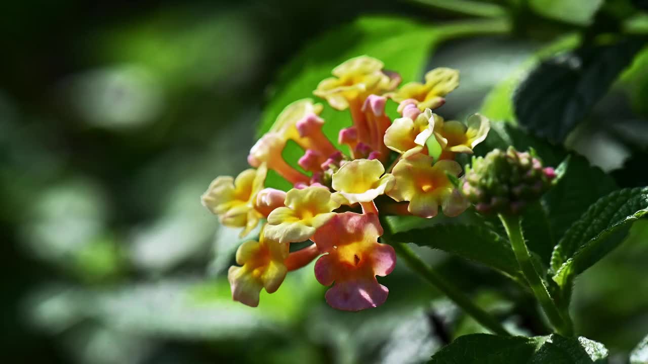 春天阳光下盛开的五色梅视频素材