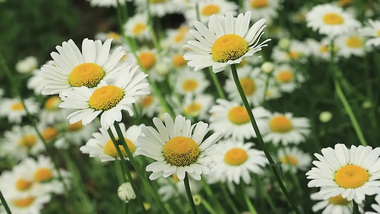 团簇着的大滨菊花朵特写视频素材