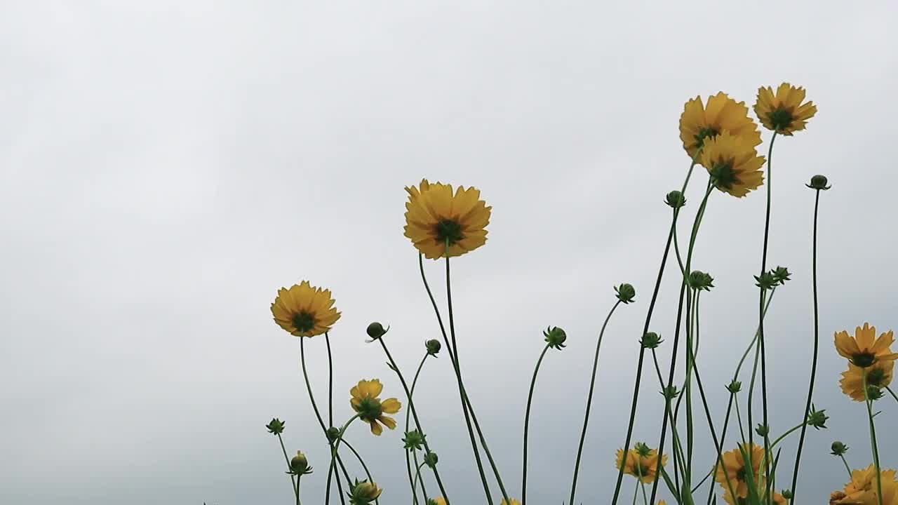 天空为背景仰望金鸡菊摇曳的姿态视频素材