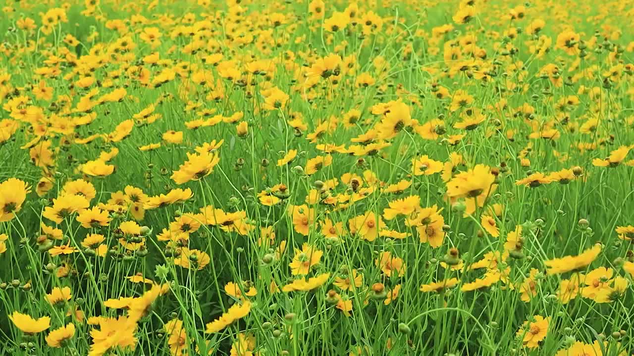 风中摇曳的金鸡菊花海视频素材