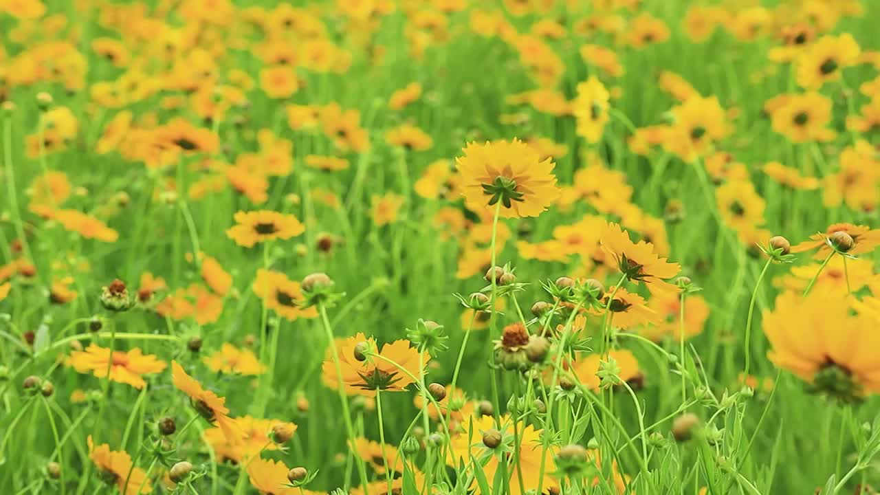 充满生机的金鸡菊视频素材