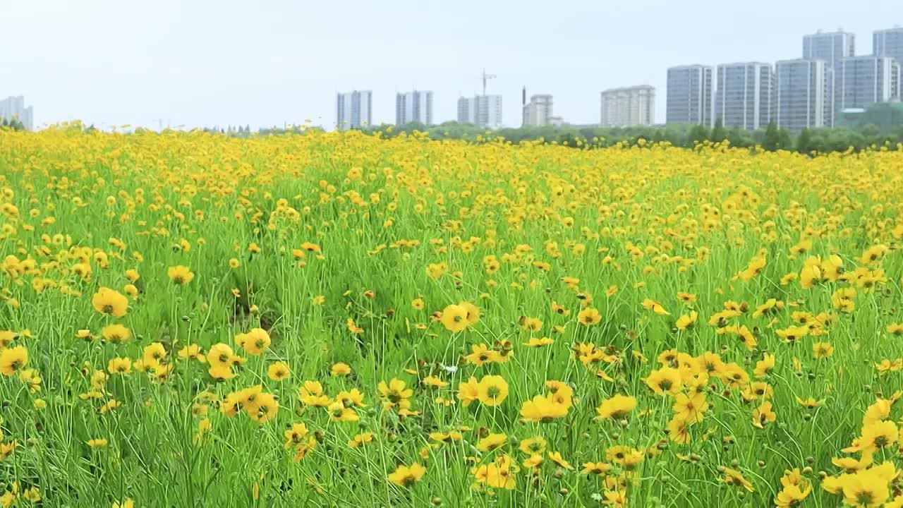 城市高楼下的随风摇曳的金鸡菊花海视频素材