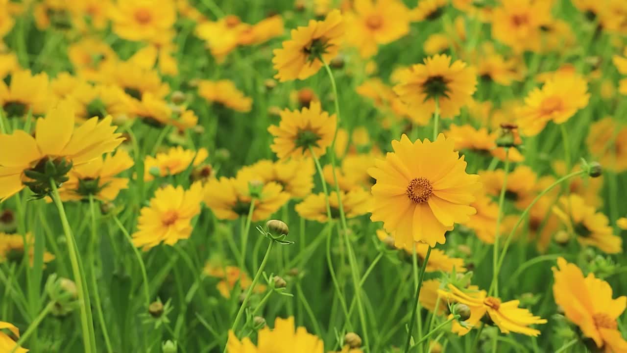 固定镜头下的金鸡菊花海视频素材